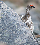 BB_20160715_0278 / Lagopus muta / Fjellrype <br /> Lagopus muta hyperborea / Svalbardrype