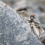 BB_20160715_0287 / Lagopus muta / Fjellrype <br /> Lagopus muta hyperborea / Svalbardrype