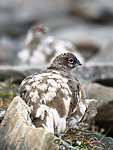 BB_20160715_0343 / Lagopus muta / Fjellrype <br /> Lagopus muta hyperborea / Svalbardrype
