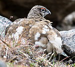 BB_20160715_0366 / Lagopus muta / Fjellrype <br /> Lagopus muta hyperborea / Svalbardrype