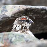 BB_20160715_0391 / Lagopus muta / Fjellrype <br /> Lagopus muta hyperborea / Svalbardrype