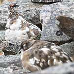 BB_20160715_0433 / Lagopus muta / Fjellrype <br /> Lagopus muta hyperborea / Svalbardrype