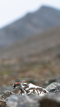 BB_20160715_0491 / Lagopus muta / Fjellrype <br /> Lagopus muta hyperborea / Svalbardrype