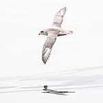 BB_20160717_0032 / Fulmarus glacialis / Havhest