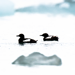 BB_20160717_0198 / Cepphus grylle / Teist