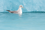 BB_20160718_0120 / Fulmarus glacialis / Havhest