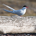 BB_20160719_0056 / Sterna paradisaea / Rødnebbterne