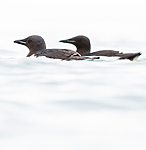 BB_20160720_0333 / Uria lomvia / Polarlomvi