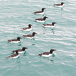 BB_20160720_0337 / Uria lomvia / Polarlomvi