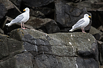 BB_20160721_0005 / Larus hyperboreus / Polarmåke