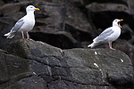 BB_20160721_0013 / Larus hyperboreus / Polarmåke