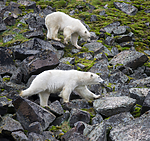 BB_20160721_0291 / Ursus maritimus / Isbjørn