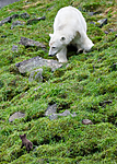 BB_20160721_0609 / Ursus maritimus / Isbjørn <br /> Vulpes lagopus / Fjellrev
