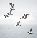 BB_20160721_0633 / Uria lomvia / Polarlomvi