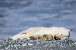 BB_20160723_0524 / Ursus maritimus / Isbjørn