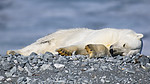 BB_20160723_0525 / Ursus maritimus / Isbjørn