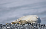 BB_20160723_0532 / Ursus maritimus / Isbjørn