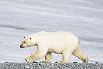BB_20160723_0681 / Ursus maritimus / Isbjørn