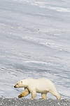 BB_20160723_0689 / Ursus maritimus / Isbjørn