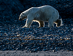 BB_20160723_0751 / Ursus maritimus / Isbjørn