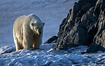 BB_20160723_0783 / Ursus maritimus / Isbjørn