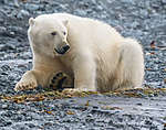 BB_20160724_0047 / Ursus maritimus / Isbjørn
