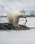 BB_20160724_0131-2 / Ursus maritimus / Isbjørn