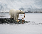 BB_20160724_0131 / Ursus maritimus / Isbjørn