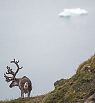 BB_20160726_0473 / Rangifer tarandus platyrhynchus / Svalbardrein