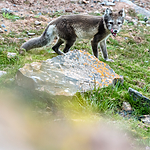BB_20160726_0512 / Vulpes lagopus / Fjellrev