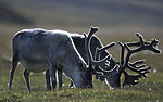 BB_20160729_0039 / Rangifer tarandus platyrhynchus / Svalbardrein