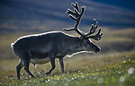 BB_20160729_0080 / Rangifer tarandus platyrhynchus / Svalbardrein