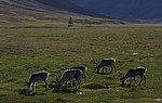 BB_20160729_0097 / Rangifer tarandus platyrhynchus / Svalbardrein