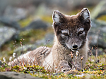 BB_20160729_0169 / Vulpes lagopus / Fjellrev
