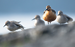 BB_20160821_0462 / Calidris canutus / Polarsnipe
