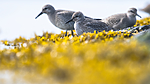 BB_20160821_0516 / Calidris canutus / Polarsnipe