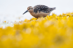BB_20160821_0558 / Calidris canutus / Polarsnipe