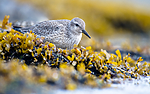 BB_20160821_0581 / Calidris canutus / Polarsnipe