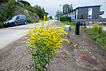 BB_20160824_0019 / Solidago canadensis / Kanadagullris