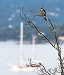 BB_20160830_0162 / Falco subbuteo / Lerkefalk