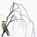 BB_20160830_0386 / Falco subbuteo / Lerkefalk