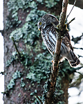 BB_20170219_0009 / Glaucidium passerinum / Spurveugle