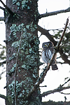 BB_20170219_0011 / Glaucidium passerinum / Spurveugle