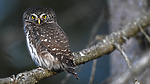 BB_20170221_0033-2 / Glaucidium passerinum / Spurveugle