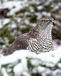 BB_20170305_0033 / Accipiter gentilis / Hønsehauk