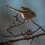 BB_20170310_0029 / Aegithalos caudatus / Stjertmeis