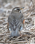 BB_20170409_0058 / Turdus iliacus / Rødvingetrost