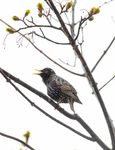 BB_20170424_0204 / Sturnus vulgaris / Stær