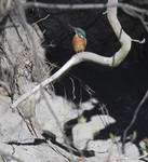 BB_20170426_0097 / Alcedo atthis / Isfugl