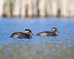 BB_20170430_0079 / Podiceps grisegena / Gråstrupedykker